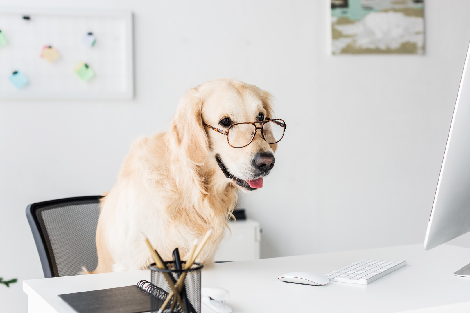 dog looking at a pc